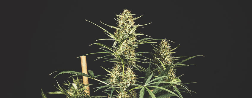 De Beste Voordelige Wietzaadjes bij Royal Queen Seeds De Beste Voordelige Wietzaadjes bij Royal Queen Seeds