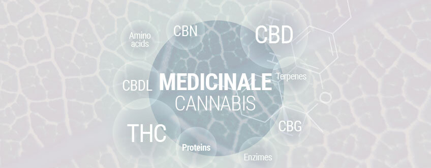 Medicinale cannabis 101: De complete gids over medicinale marihuana 