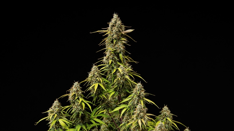 Atlas F1 grow report cover: rijpe cannabiscola’s Rijpe Atlas F1 cannabiscola’s tegen een zwarte achtergrond, met harsrijke toppen, oranje stampers, verkleurende bladeren en oogstrijpe bloeiontwikkeling voor de cover van het grow report.