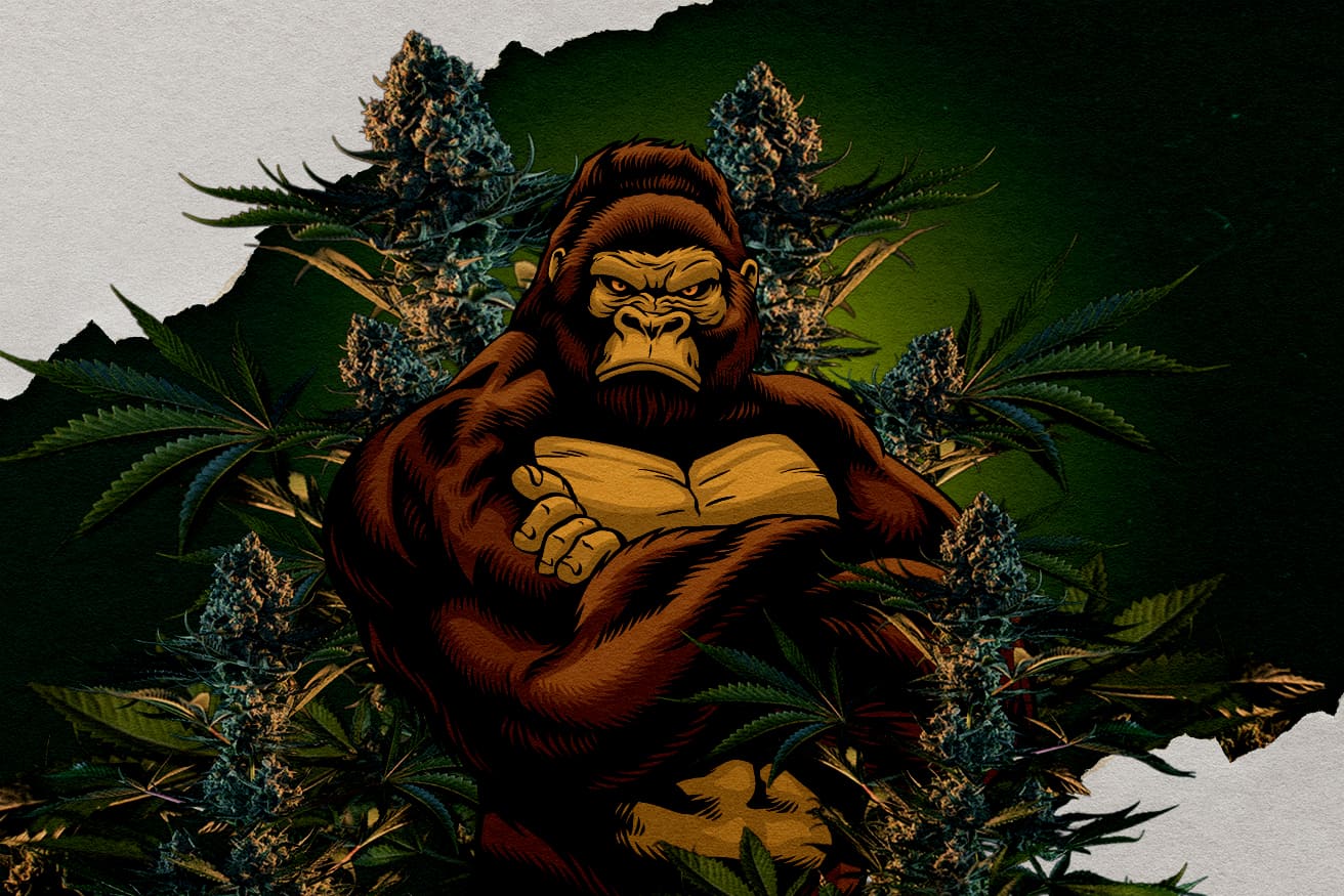 RQS Gorilla Stammen: Welke Is de Sterkste? Illustratie van een gorilla omringd door cannabisbloemen, vertegenwoordigend RQS Gorilla stammen, vraag welke de sterkste is.