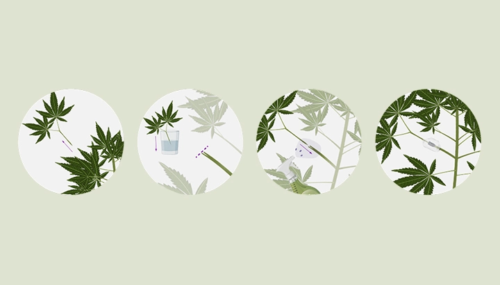 Leer hoe je cannabisplanten kunt enten met onze stapsgewijze handleiding. Ontdek de benodigde apparatuur, hoe je de beste onderstam en ent selecteert, en volg onze enttutorial.