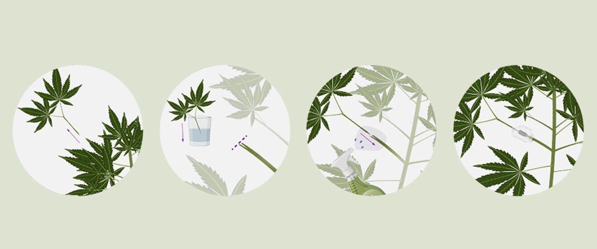 Leer hoe je cannabisplanten kunt enten met onze stapsgewijze handleiding. Ontdek de benodigde apparatuur, hoe je de beste onderstam en ent selecteert, en volg onze enttutorial.