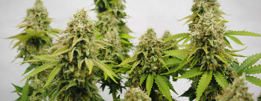 Critical Indoor Critical Indoor