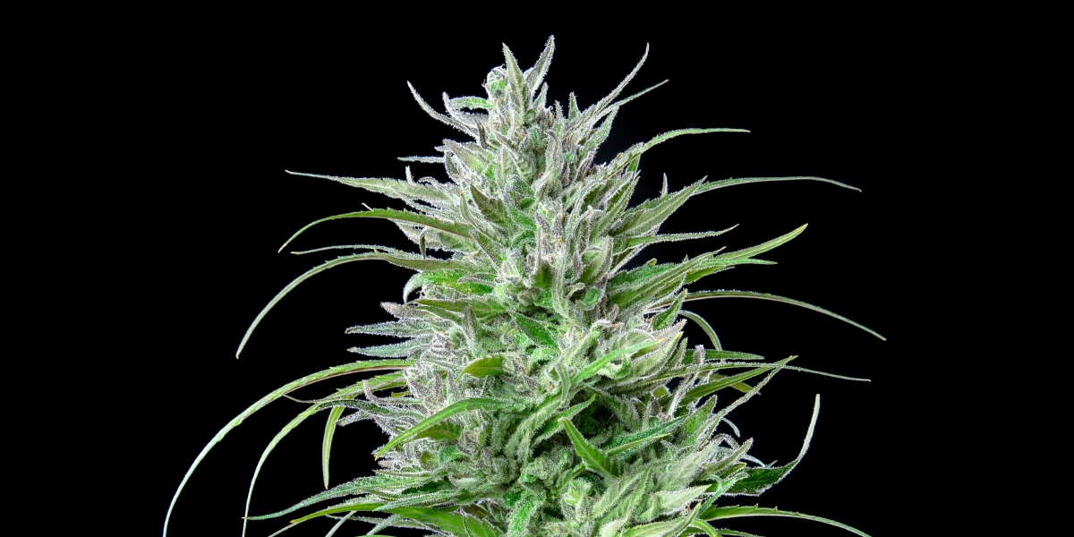 Critical Kush cannabistop met frostige harsrijke bloemen, felgroene bladeren, witte stampers en compacte bloeiende groei tegen een donkere achtergrond.