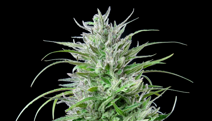 Critical Kush cannabistop met frostige harsrijke bloemen, felgroene bladeren, witte stampers en compacte bloeiende groei tegen een donkere achtergrond.