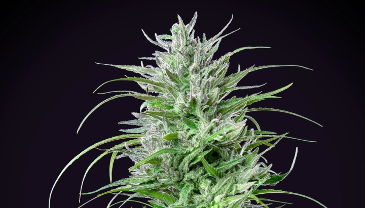 Critical Kush cannabisplant met een dichte frostige cola, felgroene bladeren, witte stampers en compacte bloeiende groei tegen een donkere achtergrond.