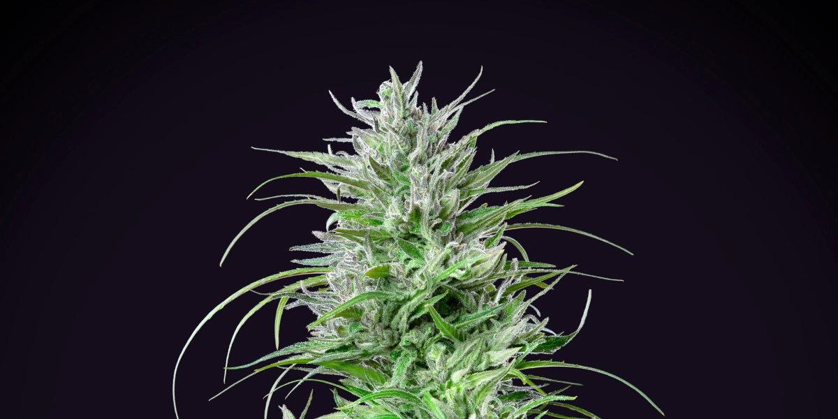 Critical Kush cannabisplant met een dichte frostige cola, felgroene bladeren, witte stampers en compacte bloeiende groei tegen een donkere achtergrond.