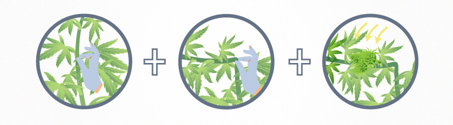 Techniques De Culture Du Cannabis Super Cropping Branches Techniques De Culture Du Cannabis Super Cropping Branches