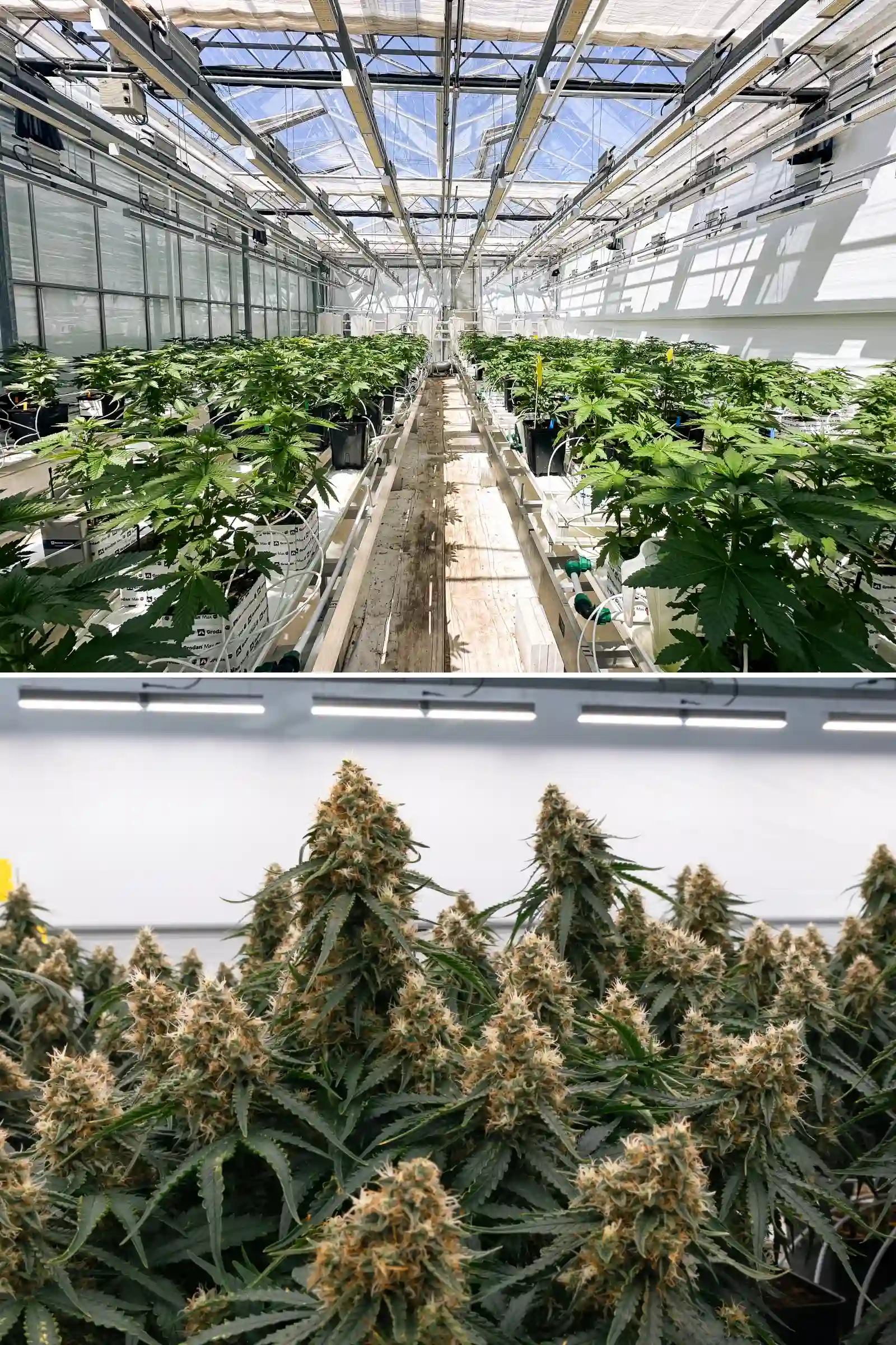Rijen fotoperiode F1-hybride cannabisplanten die groeien in de Cultivation for Compounds-kas, met steenwolblokken, irrigatielijnen, proeftafels en een gecontroleerde breeding-onderzoeksomgeving.