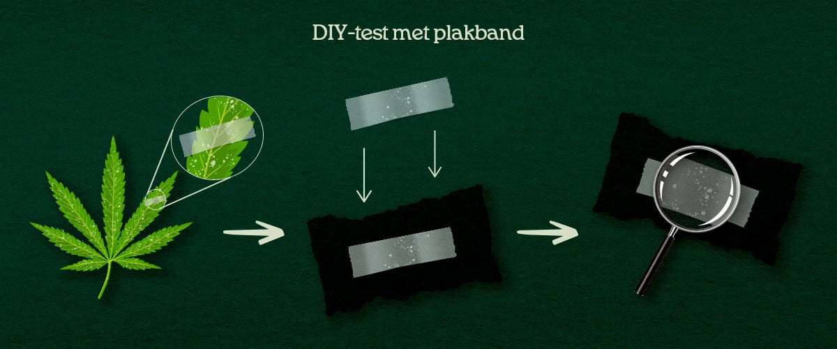 DIY-test met plakband Een illustratie van een DIY tape-lift proces op cannabisbladeren voor bevestiging van plagen of schimmel.