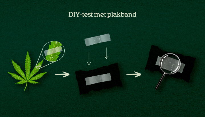 DIY-test met plakband Een illustratie van een DIY tape-lift proces op cannabisbladeren voor bevestiging van plagen of schimmel.