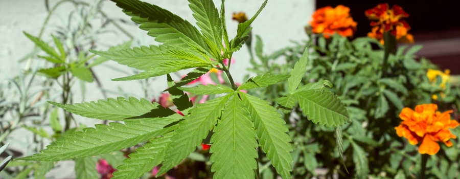 Legalisatie cannabisregulatie Duitsland donmstic groeien