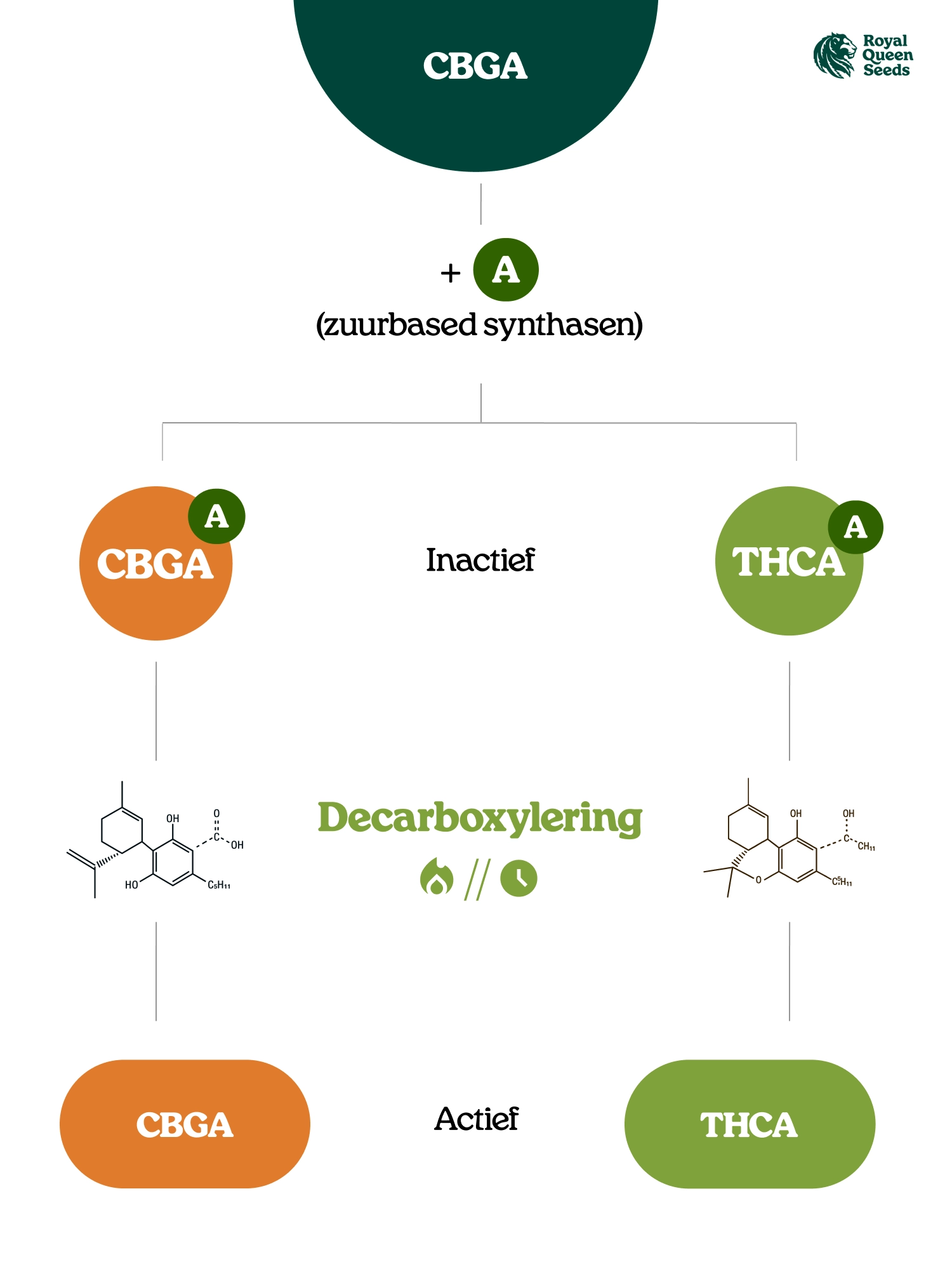 Wat Zijn Cannabinoïde-zuren? Wat Zijn Cannabinoïde-zuren?
