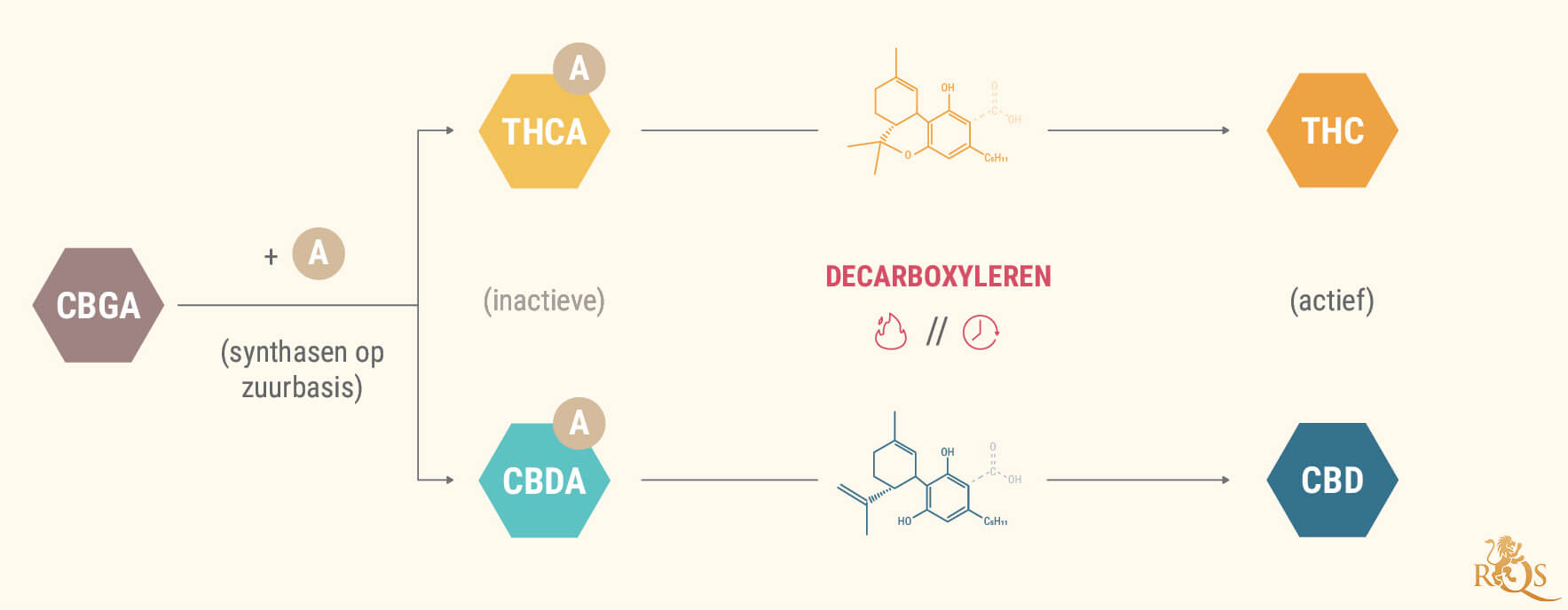 Wat Zijn Cannabinoïde-zuren?