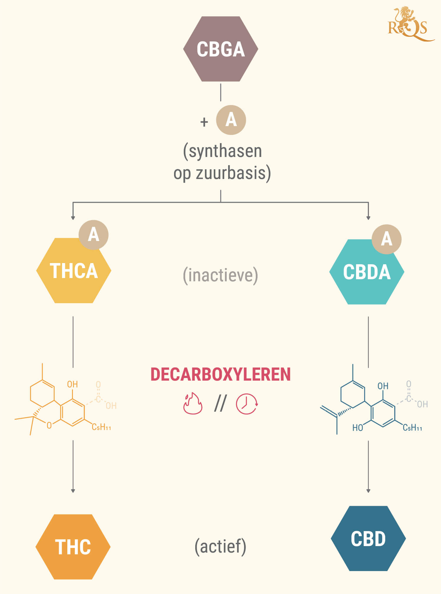 Wat Zijn Cannabinoïde-zuren?