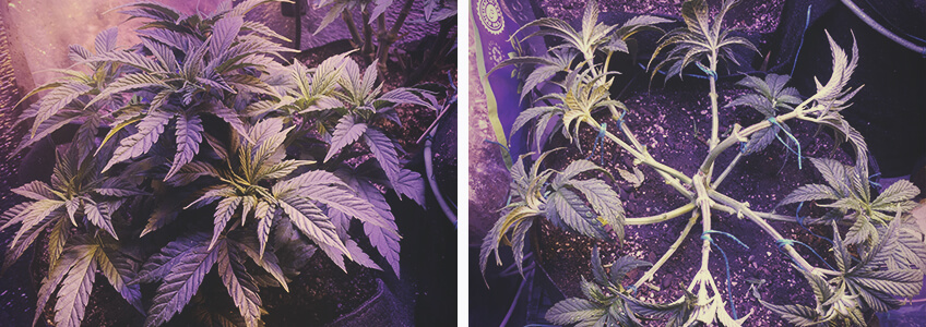 Ontbladering van cannabisplanten in de vegetatieve fase