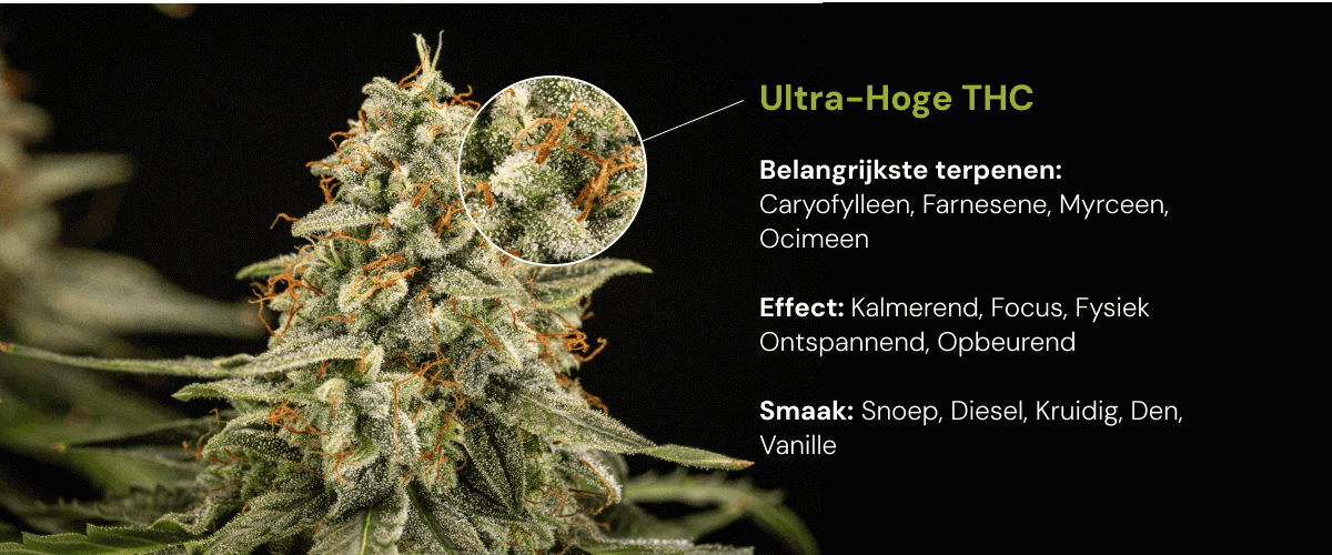 Ontdek een cannabissoort met ultrahoge THC en belangrijke terpenen zoals caryofylleen, farneseen, myrceen en ocimeen, met kalmerende en opbeurende effecten.