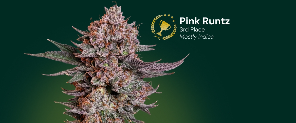 Pink Runtz cannabisbloem, winnaar van de 3e plaats, mostly indica