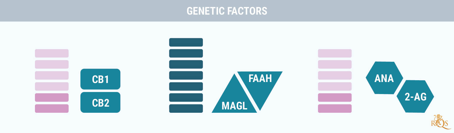 Genetische Factoren