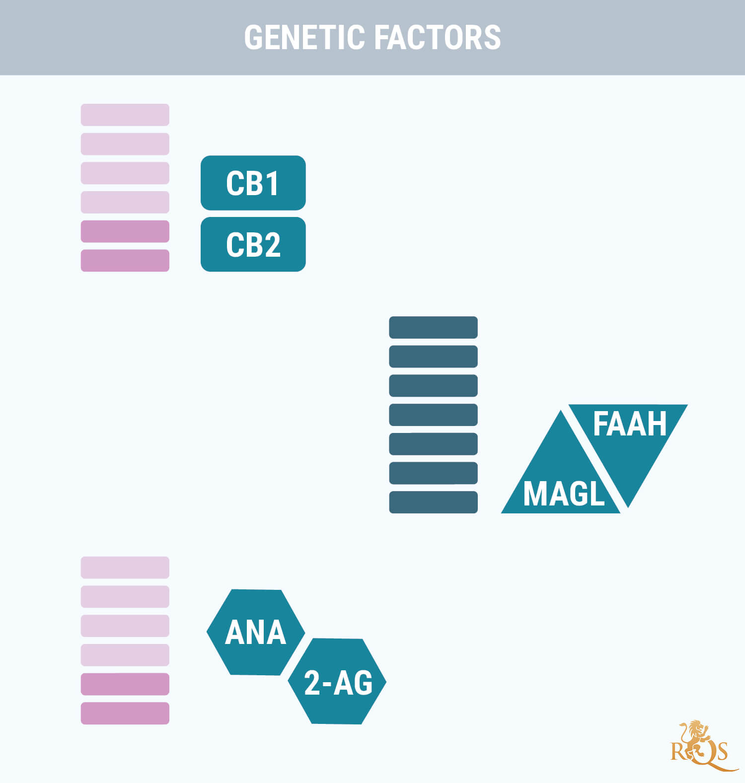 Genetische Factoren