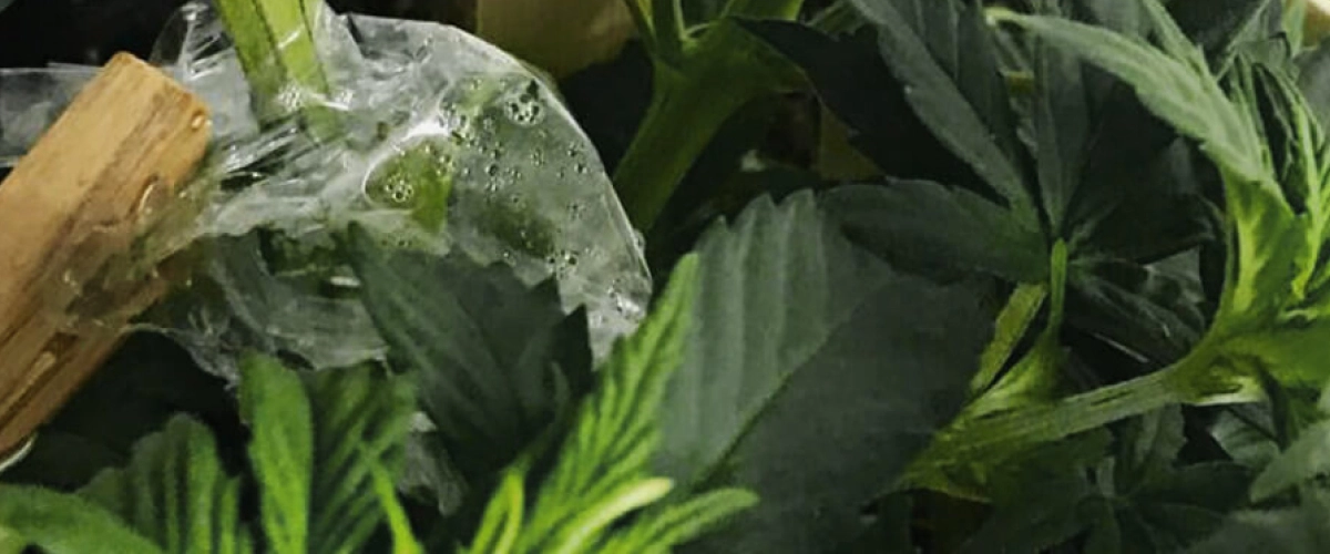 Cannabisenting bedekt met transparante folie om de luchtvochtigheid rond de verbinding van de stengel te behouden.