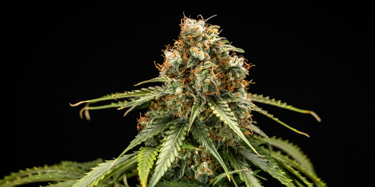 Epsilon F1: compacte F1-genetica voor snelle kweek Epsilon F1 cannabistop met dichte harsrijke bloemen, oranje stampers, groene bladeren en een compacte bloeistructuur tegen een donkere achtergrond.