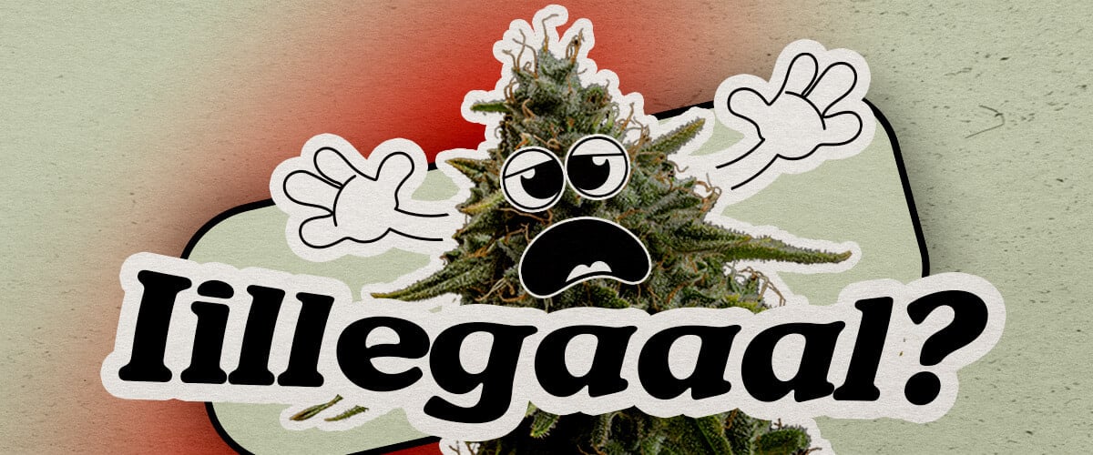Europese landen waar wiet illegaal blijft Een bezorgde cartoon hennepplant met een angstig gezicht en opgeheven handen staat tegen een gradient achtergrond. De tekst