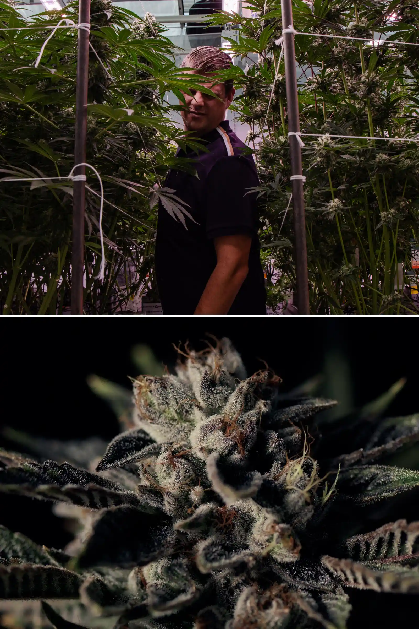 Maikel in een F1-hybride cannabis breedingproef Maikel staat tussen hoge fotoperiode F1-hybride cannabisplanten naast een close-up van een frosty harsrijke bloem, met rijpe toppen, trichomen en omstandigheden voor een breedingproef.