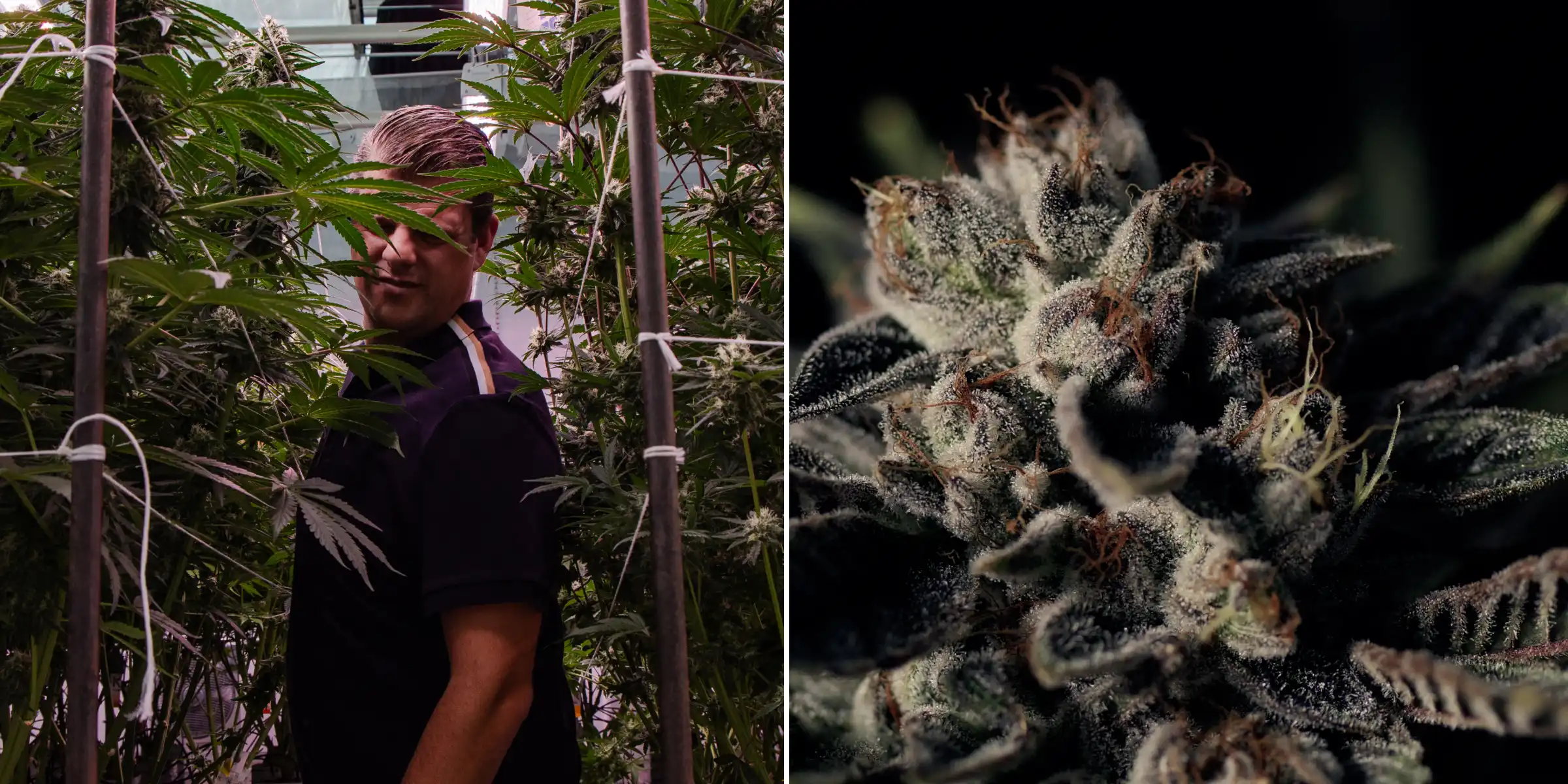Maikel in een F1-hybride cannabis breedingproef Maikel staat tussen hoge fotoperiode F1-hybride cannabisplanten naast een close-up van een frosty harsrijke bloem, met rijpe toppen, trichomen en omstandigheden voor een breedingproef.