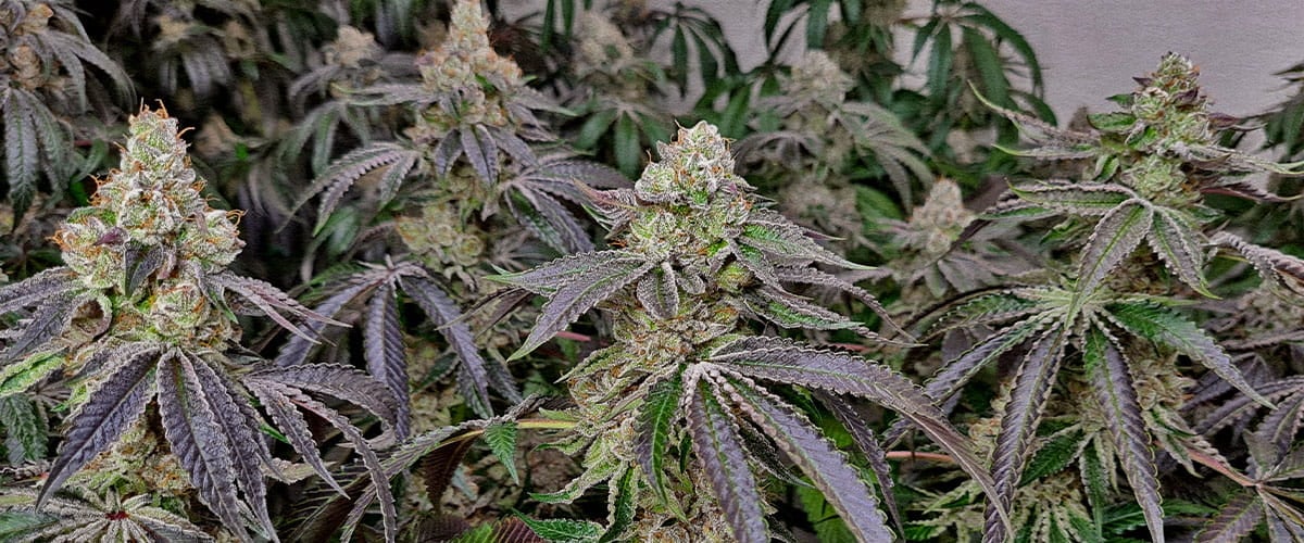 Dichte berijpte cannabis toppen van klonen snellere bloei en kortere vegetatieve fase dan zaadplanten oogstklaar