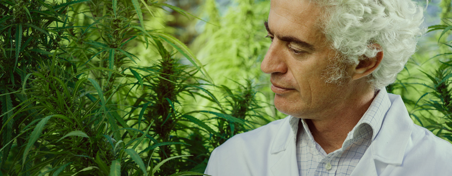 Vader zorgt voor cannabis