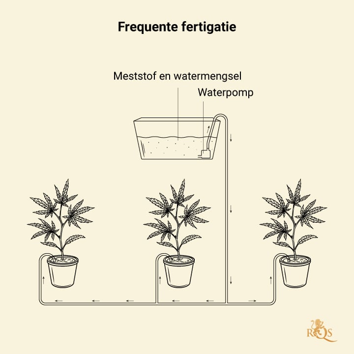 Fertigation in Cannabis