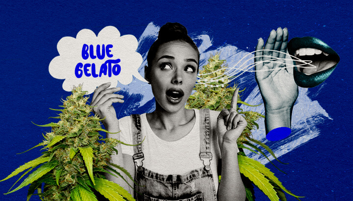 Eindgedachten en Aanbevelingen van Blue Gelato Cannabis Gids Een illustratie van een Blue Gelato cannabisbloem met paarse tinten, omringd door een serene sfeer, tegen een groene achtergrond, die eindgedachten en kweekaanbevelingen voor de stam biedt.