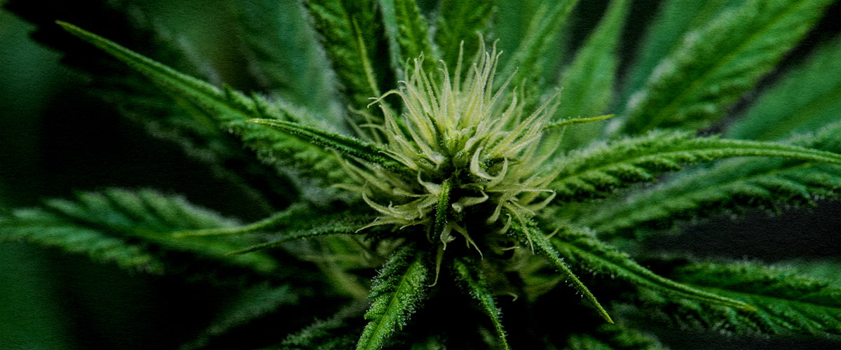 Bloei Fase van Wedding Cake Cannabis Close-up van een Wedding Cake cannabis-top in volle bloei, met dichte harsbedekte stampers en levendig groene bladeren, die de bloeifase tonen.