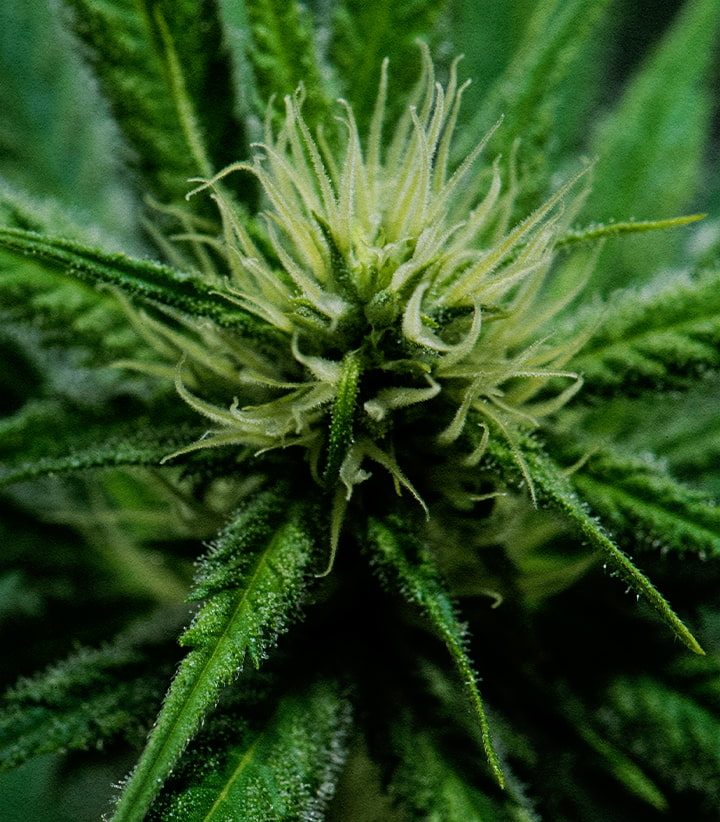 Bloei Fase van Wedding Cake Cannabis Close-up van een Wedding Cake cannabis-top in volle bloei, met dichte harsbedekte stampers en levendig groene bladeren, die de bloeifase tonen.