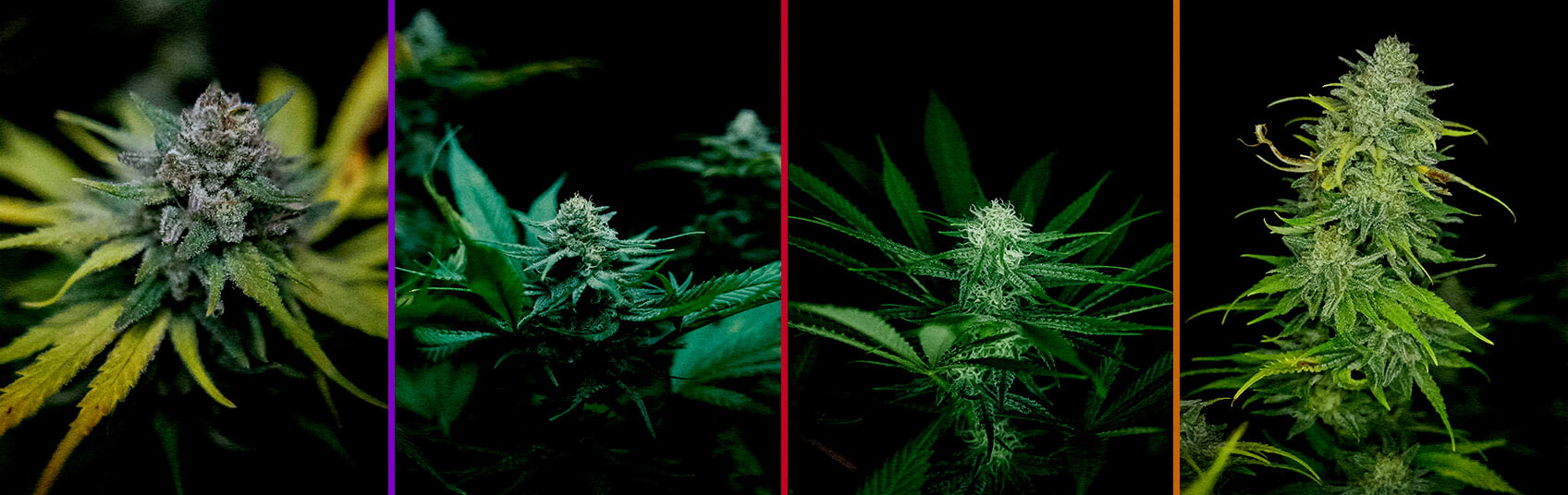 Bloei Fase van Royal AK Cannabis Kweekgids Een illustratie van een Royal AK cannabisplant in de bloeifase, met dichte toppen en trichomen tegen een groene achtergrond, die kwekers begeleidt in het optimaliseren van het bloeiproces.