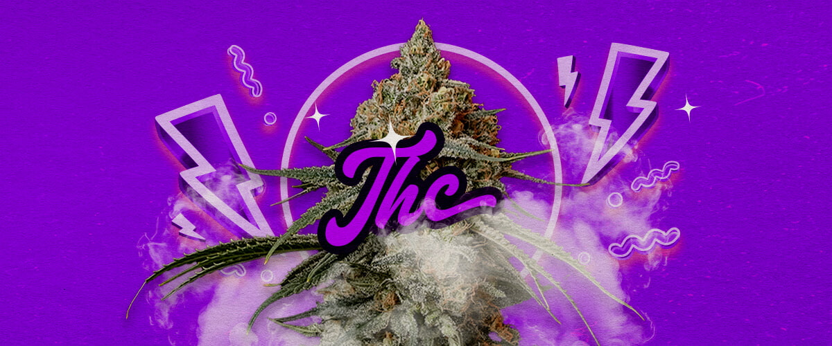 Een illustratie van Granddaddy Purple cannabisbloemen met diepe paarse tinten, die krachtige ontspannende effecten en een THC-niveau van ongeveer 17-23% aangeven, tegen een groene achtergrond.