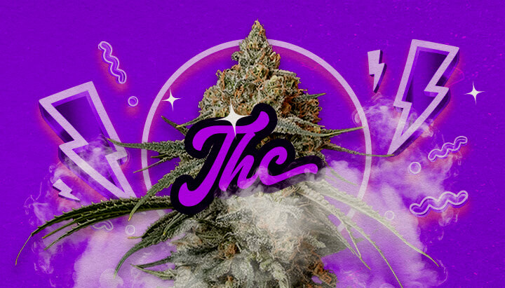 Een illustratie van Granddaddy Purple cannabisbloemen met diepe paarse tinten, die krachtige ontspannende effecten en een THC-niveau van ongeveer 17-23% aangeven, tegen een groene achtergrond.