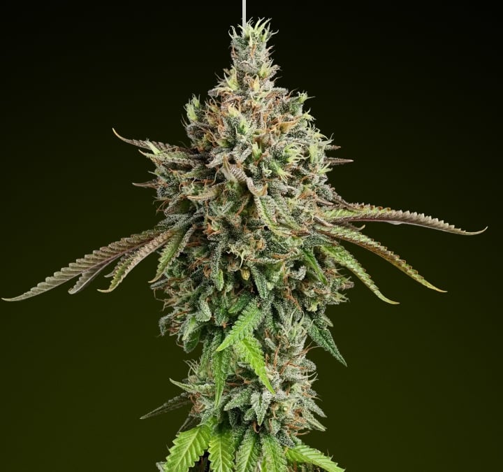 Girl Scout Cookies – Beste soort voor gebalanceerde edible-effecten Girl Scout Cookies cannabisbud met ijzige trichomen en aardse tinten, bekend om haar zoete smaak en gebalanceerde hybride effecten, ideaal voor rijke edibles