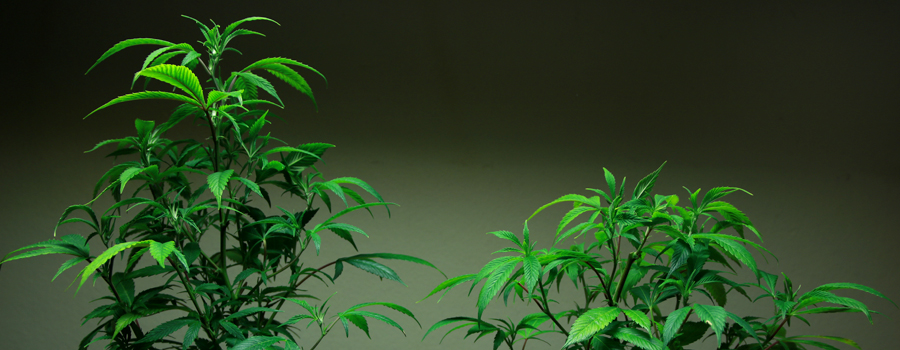 Vergelijkende topping Cannabis plant