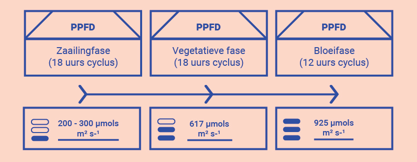 Haal met meer kennis het maximale uit je kweekruimte