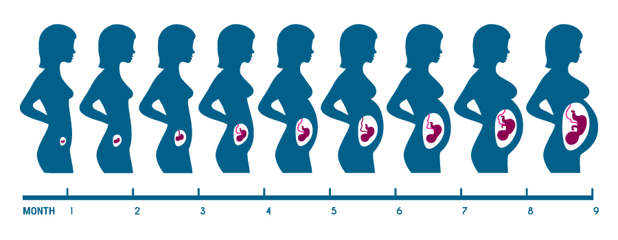 ontwikkeling van foetus medische cannabis ontwikkeling van foetus medische cannabis