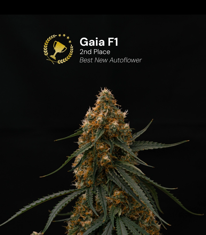 Gaia F1, bekroonde cannabissoort Ontdek Gaia F1, een bekroonde autoflower cannabissoort die de 2e plaats won in de categorie Best New Autoflower.