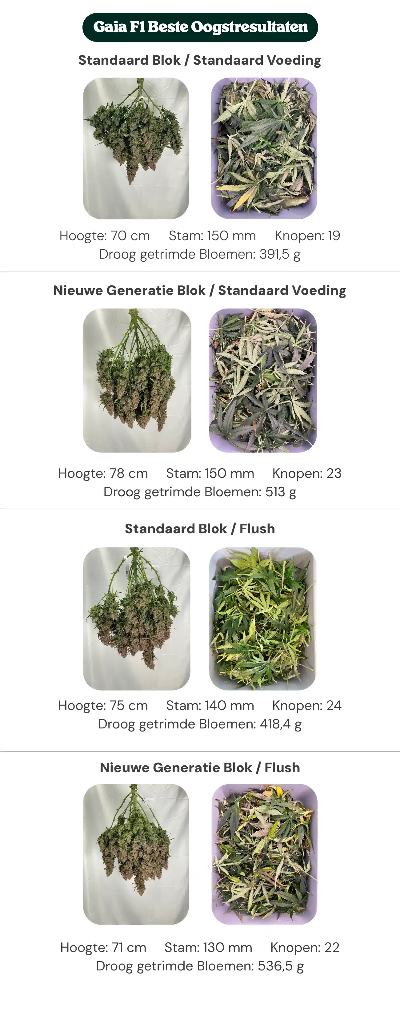 Overzicht van Gaia F1-resultaten waarin standaardblok- en nieuwe generatie blokbehandelingen worden vergeleken met standaardvoeding en flush, met planthoogte, stamdiameter, aantal nodes en droog getrimd bloemgewicht.