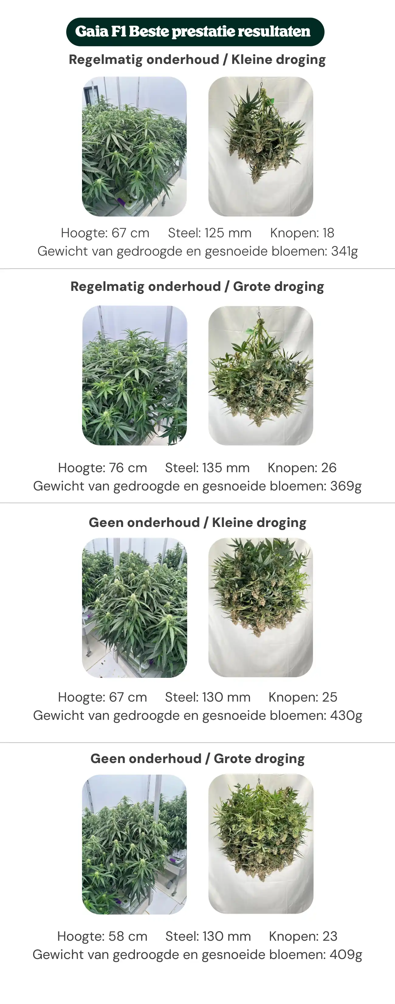 Overzicht van Gaia F1-resultaten met behandelingen met regulier onderhoud en geen onderhoud, met kleine en grote dryback, waarbij planthoogte, stamdiameter, aantal nodes en droog getrimd bloemgewicht worden vergeleken.