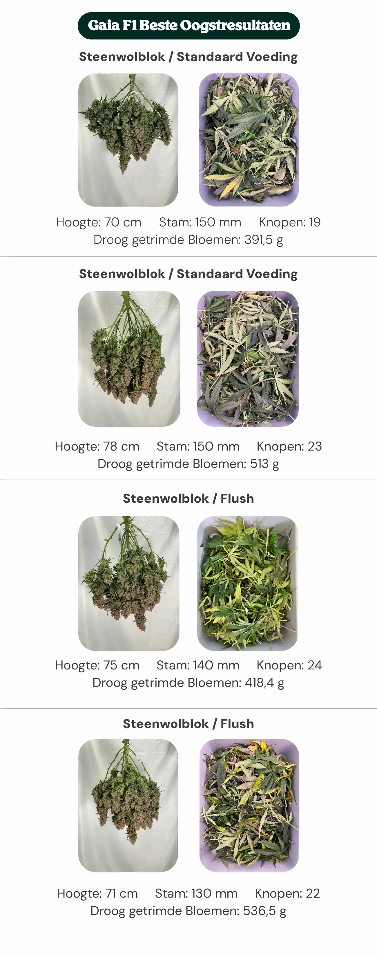 Overzicht van Gaia F1-resultaten waarin standaardblok- en nieuwe generatie blokbehandelingen worden vergeleken met standaardvoeding en flush, met planthoogte, stamdiameter, aantal nodes en droog getrimd bloemgewicht.
