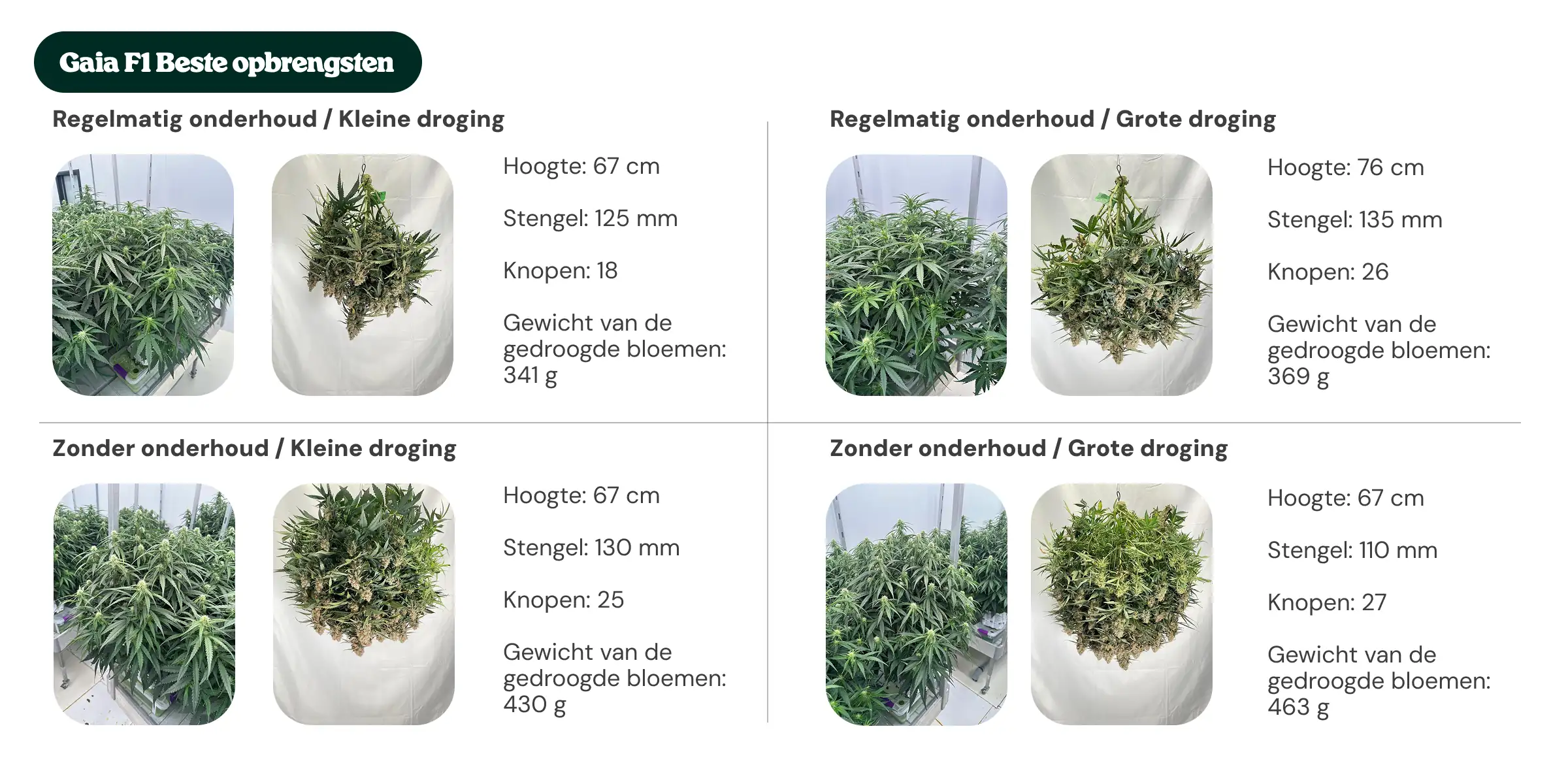 Overzicht van Gaia F1-resultaten met behandelingen met regulier onderhoud en geen onderhoud, met kleine en grote dryback, waarbij planthoogte, stamdiameter, aantal nodes en droog getrimd bloemgewicht worden vergeleken.