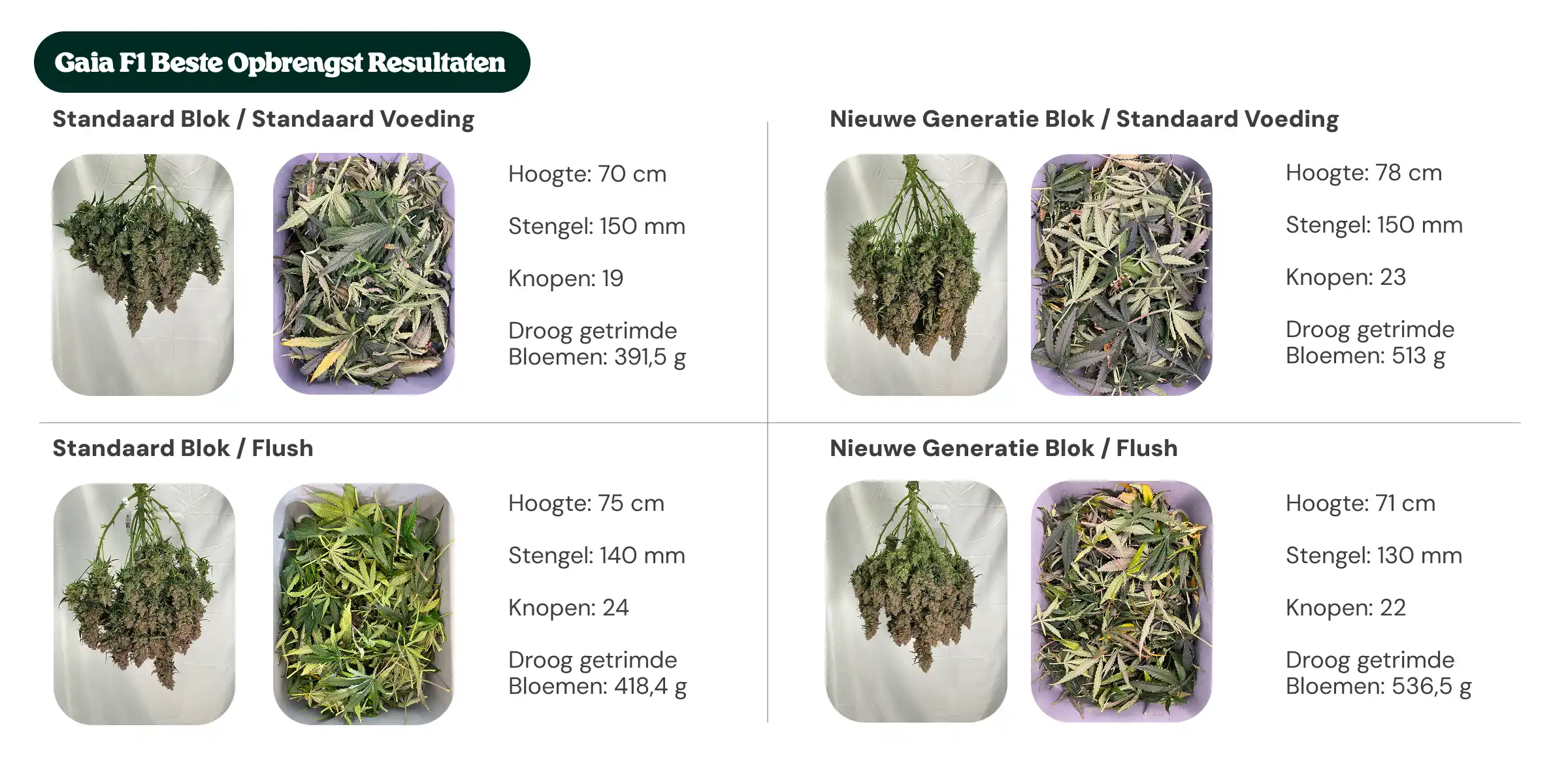 Overzicht van Gaia F1-resultaten waarin standaardblok- en nieuwe generatie blokbehandelingen worden vergeleken met standaardvoeding en flush, met planthoogte, stamdiameter, aantal nodes en droog getrimd bloemgewicht.