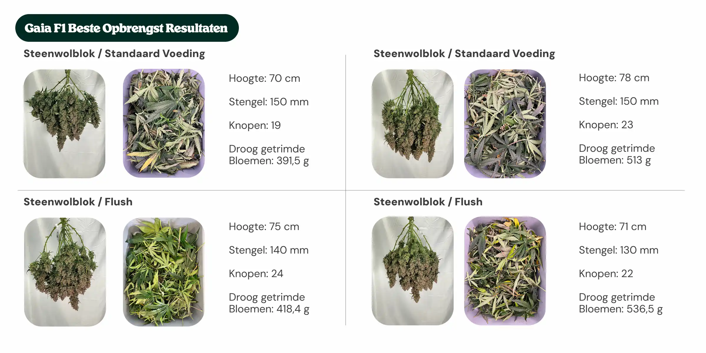 Overzicht van Gaia F1-resultaten waarin standaardblok- en nieuwe generatie blokbehandelingen worden vergeleken met standaardvoeding en flush, met planthoogte, stamdiameter, aantal nodes en droog getrimd bloemgewicht.
