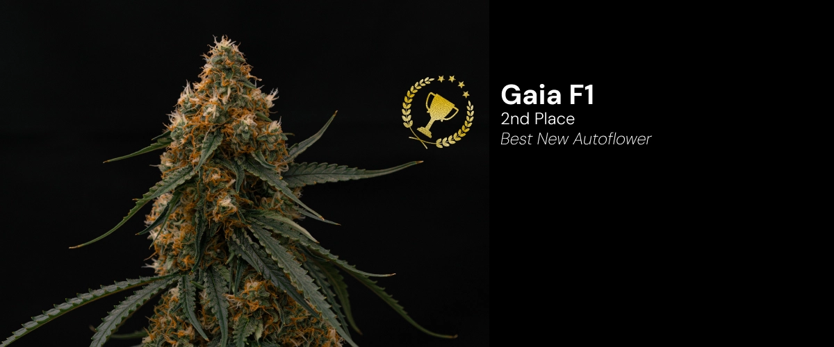 Gaia F1, bekroonde cannabissoort Ontdek Gaia F1, een bekroonde autoflower cannabissoort die de 2e plaats won in de categorie Best New Autoflower.